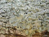 Parmotrema dilatatum image