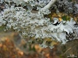 Parmotrema dilatatum image