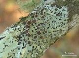 Bulbothrix confoederata image