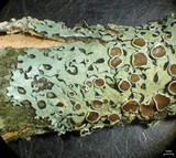 Bulbothrix confoederata image