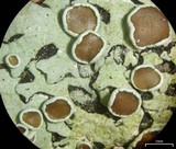 Bulbothrix confoederata image