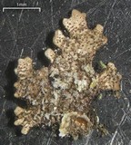 Bulbothrix confoederata image