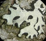 Bulbothrix confoederata image