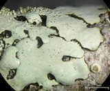 Bulbothrix isidiza image