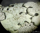 Bulbothrix isidiza image