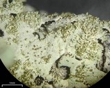 Bulbothrix isidiza image