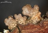 Bulbothrix isidiza image