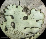 Bulbothrix isidiza image