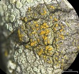 Caloplaca granularis image