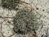 Cladonia dimorphoclada image