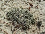 Cladonia dimorphoclada image