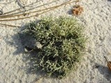 Cladonia leporina image