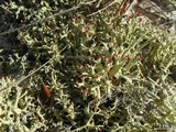 Cladonia leporina image