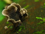 Resupinatus applicatus image