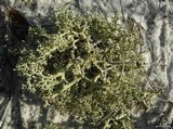 Cladonia leporina image