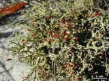Cladonia leporina image