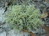 Cladonia leporina image