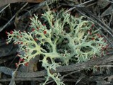 Cladonia leporina image