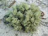 Cladonia leporina image