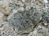 Cladonia simulata image