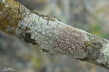 Haematomma flexuosum image