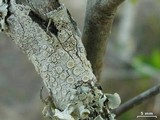 Ochrolechia africana image