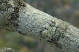 Ochrolechia africana image