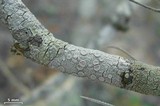 Ochrolechia africana image