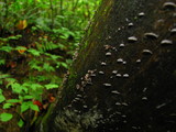 Resupinatus applicatus image
