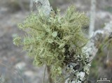 Usnea strigosa image