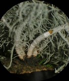 Usnea subfusca image