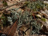 Cladonia furcata image