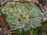 Cladonia subtenuis image