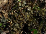 Peltigera neopolydactyla image