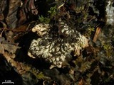 Peltigera neopolydactyla image