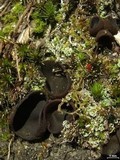 Urnula craterium image