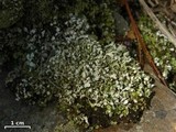 Cladonia strepsilis image