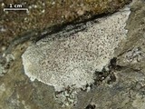 Lecanora subimmergens image
