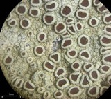 Lecanora subimmergens image