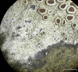 Lecanora subimmergens image