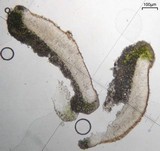 Lecanora subimmergens image