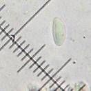 Lecanora subimmergens image