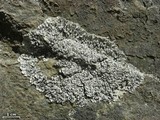 Lepraria normandinoides image