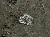 Lepraria normandinoides image