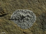 Lepraria normandinoides image