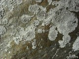 Lepraria normandinoides image