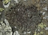 Parmelinopsis minarum image