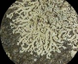 Physcia subtilis image