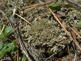 Pycnothelia papillaria image