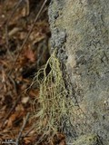 Usnea halei image